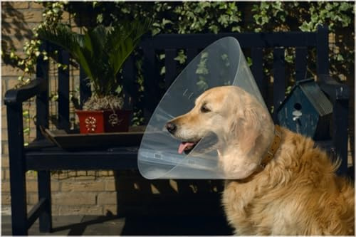 Beeztees 796004 Hundekragen aus Plastik, 38-44 x 20 cm
