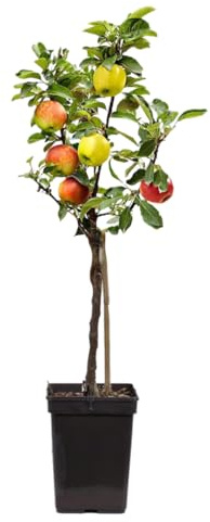 Plant in a Box - Apfelbaum mit 3 Apfelsorten in einem Baum - Höhe 60-70 cm - Topf 17cm - Malus Elstar, Jonagored & Golden Delicious - Mehrsortiger Obst für Garten & Terrasse