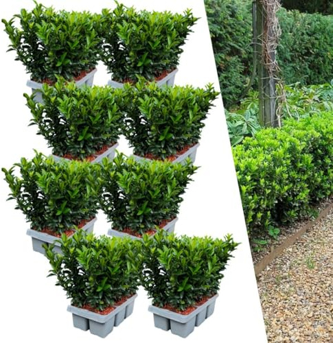 Plants by Frank Euonymus Japonicus Green Spire, 48 Stück, Ø 15 cm | Japanischer Spindelstrauch Grün Heckenpflanzen, Buchsbaum Ersatz Winterhart, Immergrüne Hecke, Topf 15 cm, Höhe: 15 cm