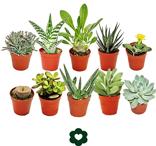 10 verschiedene Sukkulenten 5,5cm Topf im Set