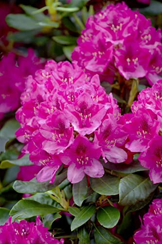Rhododendron 'Nova Zembla' 40-50 cm – Winterhart, Immergrün, Mehrjährig – Alpenrose – Zierstrauch für Garten & Kübel