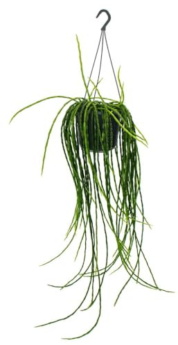 Urban Jungle Elegance - Moderne Kakteen-Ampel mit toller Blattstruktur - Rhipsalis paradoxa - 15cm