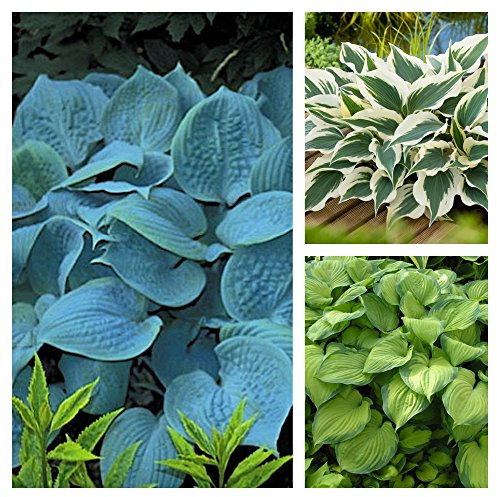 Stauden Gänge 3 x Hosta Kollektion im 1 Liter Topf (Staude/Winterhart/Bodendecker/Mehrjährig) Funkien im Mix, Herzblatt-Lilie - Perfekte Harmonie in Blau, Grün und Gold