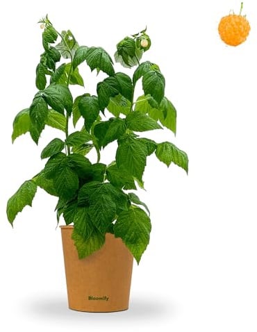 Bloomify® Bio Gelbe Himbeerpflanze "Heinz" | 40 bis 60 cm großer ertragreicher gelber Himbeerstrauch | winterharte und pflegeleichte Himbeere für Garten oder Topf | besonders süße, leckere Früchte