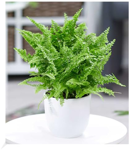 BALDUR Garten 1x Schwertfarn Vitale, Pflanze im 12 cm-Topf, Zimmerpflanze luftreinigend, Nephrolepis Vitale, Zimmerpflanze, Grünpflanze, mehrjährig - frostfrei halten, pflegeleicht