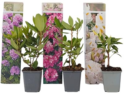 Plant in a Box - Rhododendron - 3er Mischung - Lila, weiß & Rosa - Topf 9cm - Höhe 25-40cm