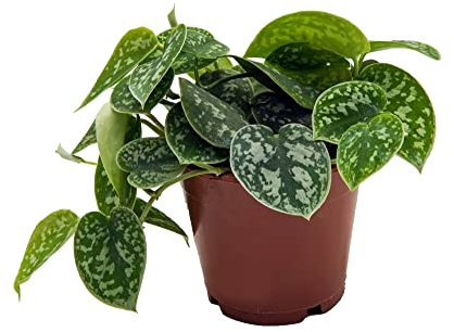 Efeutute, Scindapsus, (Epipremnum aureum) Sorte: Pictus, gepunktetes weiss-buntes Blattwerk, rankend, Ampelpflanze, luftreinigend (1 Pflanze im 12cm Topf)