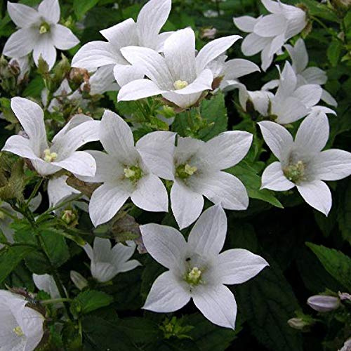 6 x Campanula Carpatica ' Weisse Clips' - Weiße Glockenblume Weiße Clips Topf 9x9cm