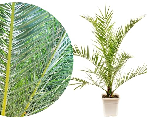 Meine Orangerie Phoenix Canariensis - frostharte, robuste Palme im Ø 19cm Topf - Kanarische Dattelpalme - Höhe inkl Topf 70-80cm