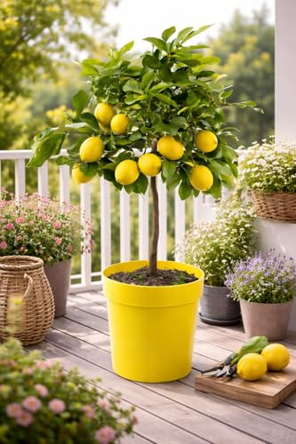 Citrus limon Lunario 80-100 cm – Echter Zitronenbaum für Garten & Terrasse – Vier-Jahreszeiten-Zitrone mit aromatischen Früchten – Winterharte Zitruspflanze für ganzjährige Ernte"
