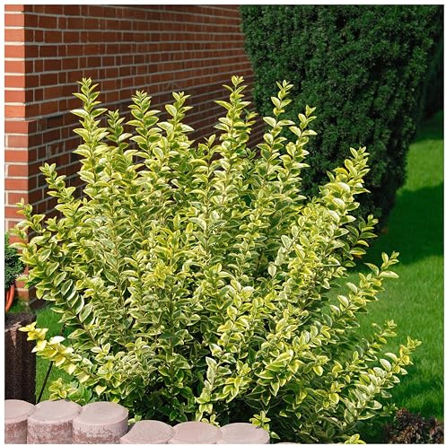 Stauden Gänge 10 x Ligustrum ovalifolium 'Aureum' Goldliguster winterhart | Halbimmergrüne Heckenpflanze, sonnig bis halbschattig, winterhart bis -15 °C, 9x9 cm Topf, Lieferhöhe ca. 20-30 cm