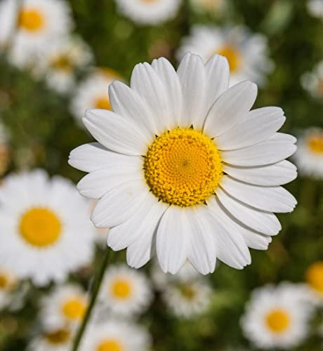 Neue frische 100 Stück Gänseblümchensamen