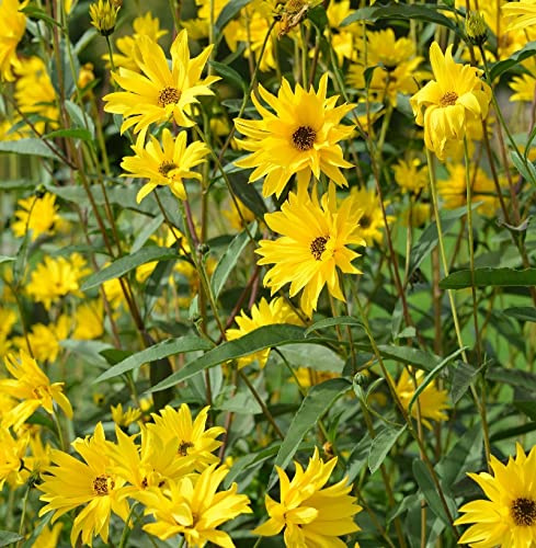 Stauden-Sonnenblume Miss Mellish - Helianthus laetifolius - lebende Gartenpflanze aus den Baumschulen