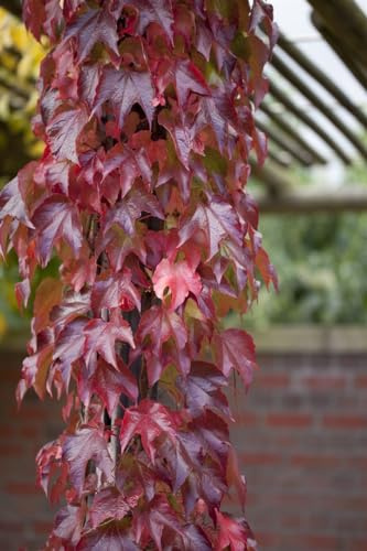 Parthenocissus tricuspidata 'Veitchii Robusta' 60-100 cm – Winterhart, Mehrjährig, Pflegeleicht – Wilder Wein – Kletterpflanze für Fassade & Rankhilfe