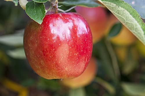Malus domestica 'Braeburn' 150–200 cm – Winterhart & Mehrjährig – Apfelbaum – Obstbaum für Garten & Obstwiese