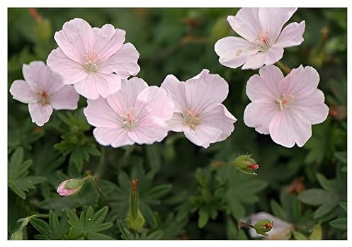 Stauden Gänge 3 x Geranium sanguineum 'Apfelblüte' (Winterhart/Stauden/Staude/Mehrjährig/Bodendecker) Rosa Blut Storchschnabel/Storchenschnabel - Ein Blütentraum in pastellfarbenem Charme