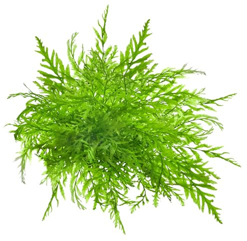 USCAPE Bolbitis heudelotii - Kongofarn in vitro XL - 8,5cm Bechergröße - in vitro Wasserpflanzen für Aquarien