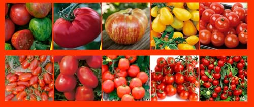Tomatensamen Set 10 Sorten Tomaten Samen Profisaatgut Fleischtomaten Stabtomaten Cocktailtomaten