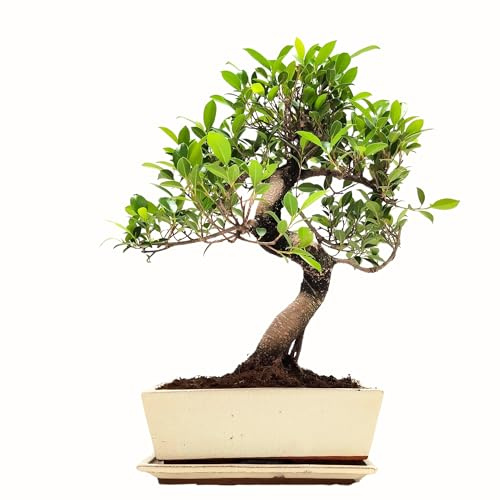 Bonsai Baum mit Keramik Blumentopf - Ficus - ca. 15-18 Jahre (45-50 cm Höhe) Zimmerpflanze umweltfreundlich Geschenkpflanze