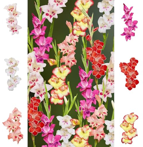 60 x Gladiolen Bollen Mix 'Rainbow Collection ' | Sommerblumen | Holland-Qualitat | Gladiolen Zwiebeln | Blumenzwiebeln - The Bulb Farmers