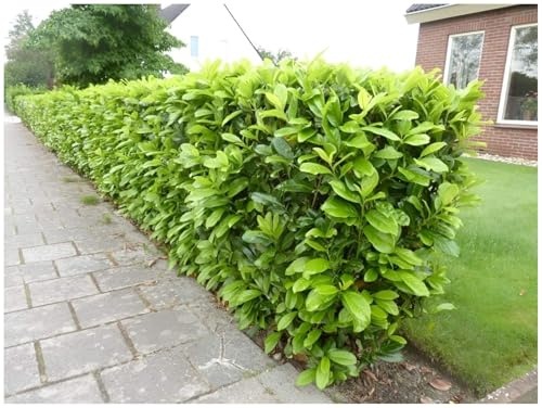 Stauden Gänge 10 x Prunus laurocerasus 'Novita' (Gehölz/Heckenpflanze/Winterhart/Mehrjährig/Immergrün) Kirschlorbeer - Robust, pflegeleicht und immer ein Blickfang
