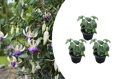 Bloomique - 3er-Set - Fuchsia Delta Sarah - Glockenpflanze - Gartenpflanzen - Winterhart - Topf 9 cm - 15-25 cm