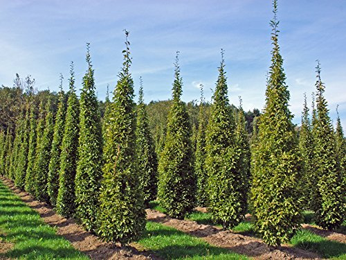 Säulen Hainbuche 125-150cm - Carpinus betulus Fastigiata