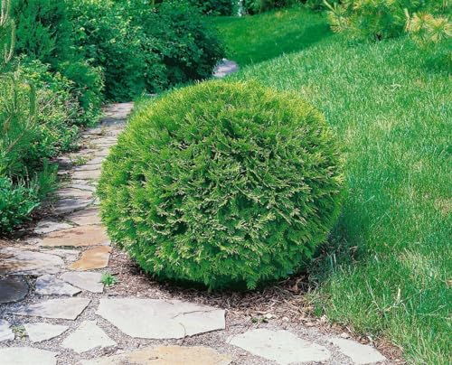 Zwerglebensbaum 'Recurva Nana' 40-50 cm Topf Thuja occidentalis winterhart
