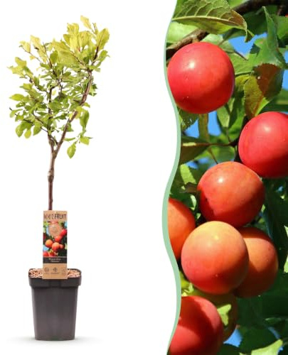 Green boutiQ - Obstbaum - Prunus domestica Victoria - Apfelbaum - Winterhart - Rosa-Orange Apfel - 1 Pflanze - Topf 21cm - Höhe 90cm