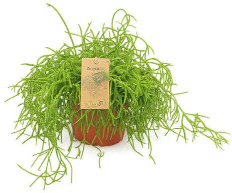 Rhipsalis Cassutha – Pflegeleichter Korallenkaktus 20 cm | Luftreinigende Hängepflanze für Zuhause & Büro
