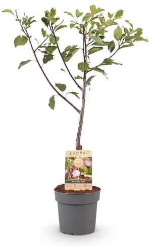 Green boutiQ - Obstbaum - Prunus domestica Opal - Pflaumenbaum - Winterhart - Lila-Rote Pflaume - 1 Pflanze - Topf 21cm - Höhe 90cm