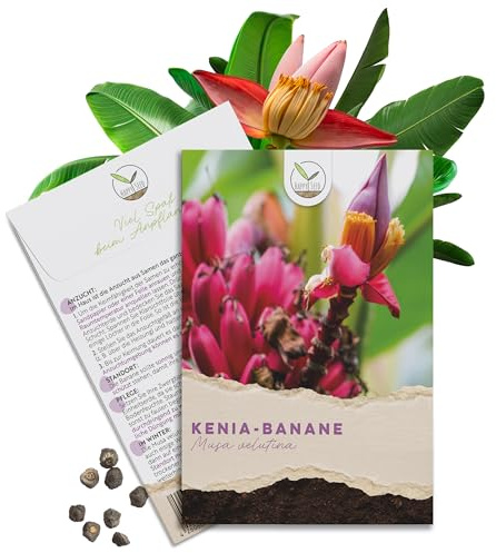 Kenia Bananen Samen (Musa velutina) - Exotische rosa Zwergbanane mit wunderschönen Blüten und kleinen, roten Bananen