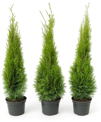 10st. Thuja Smaragd 100-120cm ohne Topf gemessen Heckenpflanzen Lebensbaum Immergrüne Heckenpflanze Winterhart