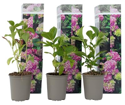 Plant in a Box - Hydrangea macrophylla - 3er Set - Hortensien Rosa - Gartenpflanzen Winterhart - Topf 9cm - Höhe 25-40cm