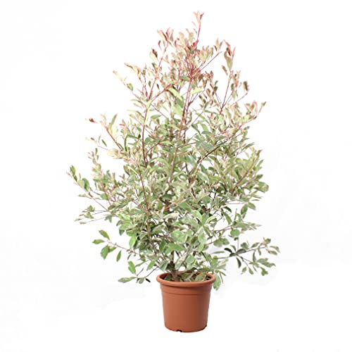 KENTIS - Glanzmispeln Photinie Pink Marble - Echte Heckenpflanze - Winterharte Pflanzen für Garten – Hoch 125-150 cm Topf Ø 30 cm