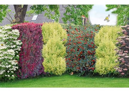 BALDUR Garten 14er Vogelschutz-Hecke 'Bird-Lover', Pflanzen im 9x9 cm-Topf | Nistplätze für Vögel, dekorativer Sichtschutz, winterharte, mehrjährige Heckenpflanzen, blickdicht, pflegeleicht