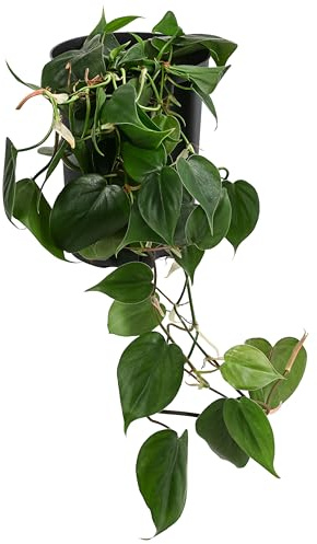 Dehner Baumfreund, Philodendron scandens, in Hydrokultur, 30-40 cm inkl. Pflanztopf, Ø Topf 15 cm, Zimmerpflanze
