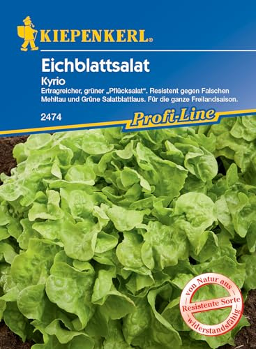 Kiepenkerl Profi-Line Eichblattsalatsamen Kyrio 2474 - Ertragreicher, grüner "Pflücksalat" - Resistente Sorte - Inhalt für 150 Pflanzen - Saatgut