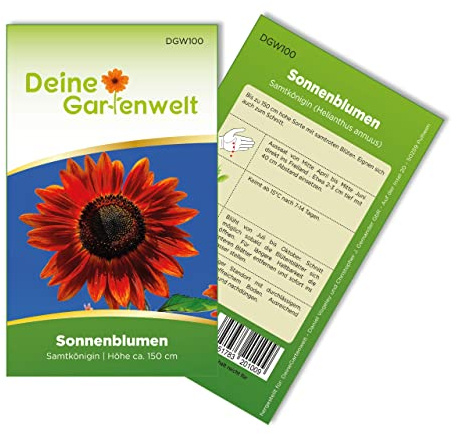 Sonnenblumen Samtkönigin Samen - Helianthus annuus - Sonnenblumensamen - Blumensamen - Saatgut für 20 Pflanzen