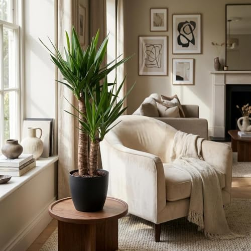 Green boutiQ - Zimmerpflanze - Palmlilie - Yucca Elephantipes - Grün - Pflegeleicht - 1 Pflanze - mit Potter Grau - Topf 21cm - Höhe 80-95cm