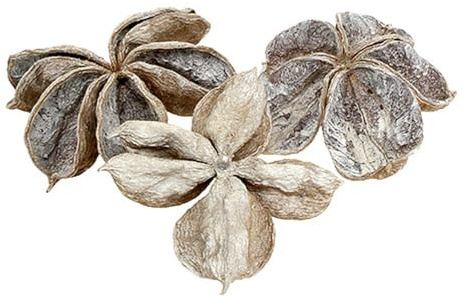 Landlotus Weiß gewaschen 6-12cm 50 St - Deko-Trockenblume für Trauer, Gedenkfeiern und Advent