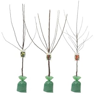Obstbäume XXL 3er Set (Apfel Jonagold, Birnenkonferenz und Süßkirsche Kordia)