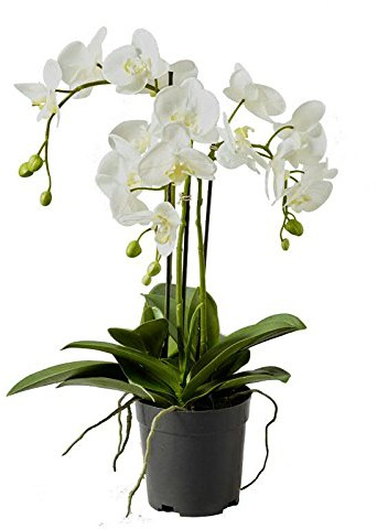 Künstliche Orchidee im Topf - Dekoration Kunstorchidee - Weiße Blüten & Grüne Knospen - Naturgetreue & Hochwertige Phalaenopsis / Dekoorchidee - Höhe: 55cm - Topfpflanze / Dekopflanze