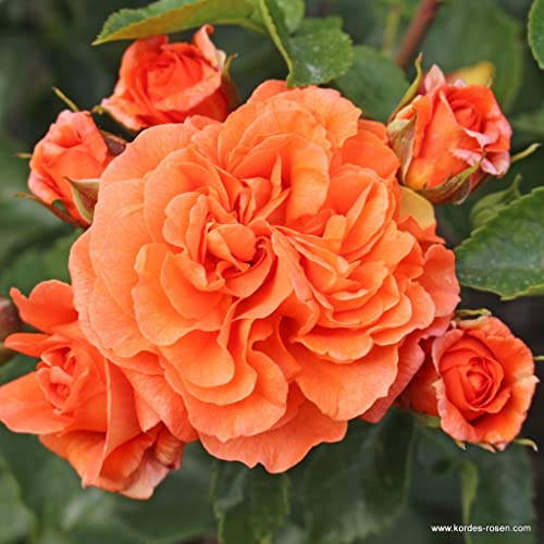 2x Rose 'Orangerie' - Kordes Rose - Plant-o-fix Topf - Zierrose für Garten