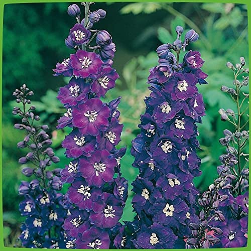 Rittersporn 'Pacific Giant'