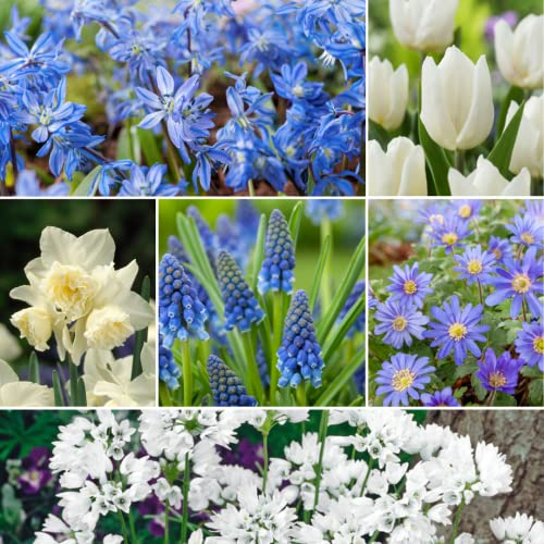 Plant in a Box - Bulb Garden Blue - 125x Zwiebeln Mischung - Narcissus, Scilla, Allium, Anemone, Hyazinthe und Tulpe - Blumenzwiebeln für Garten, Terasse oder Balkon