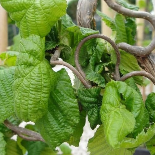 Korkenzieher-Hasel - Corylus avellana 'Contorta' - 40-60 cm Topf - Dekorativer Zierstrauch