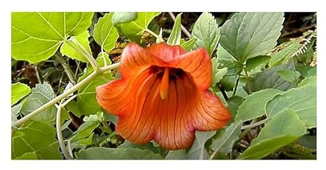 Stk - 10x Canarina canariensis Kanaren Glockenblume Garten Pflanzen - Samen B200 - Seeds & Plants Shop by Ipsa