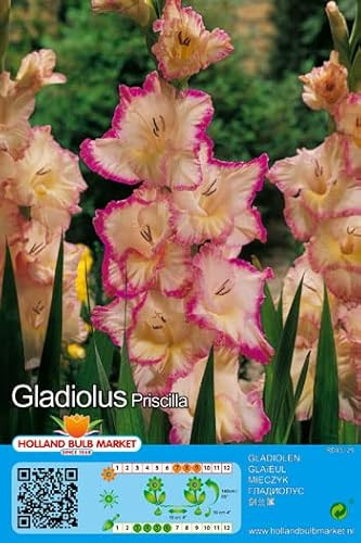Gladiolenzwiebeln : Gladiolus - Gladiole " Priscilla " 5 Blumenzwiebeln