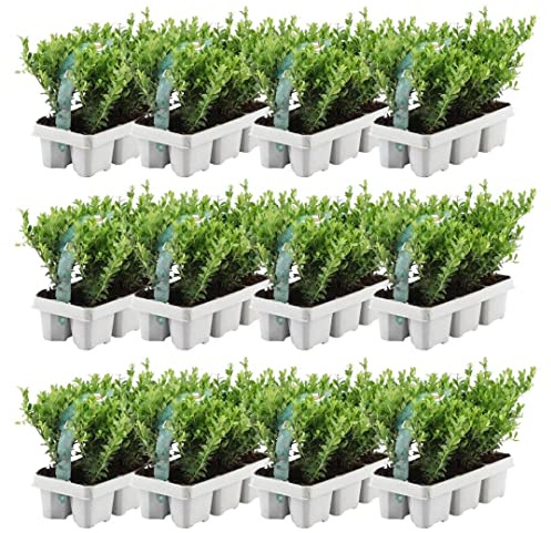 Plants by Frank Ilex Crenata Jenny, 72x Stechpalme Pflanze, Ø 7 cm | Stechpalme Buchsbaum Ersatz, Heckenpflanzen Winterhart, kompakte Wuchsform, niedrige Hecken, Durchmesser 7 cm, Höhe: 15 cm